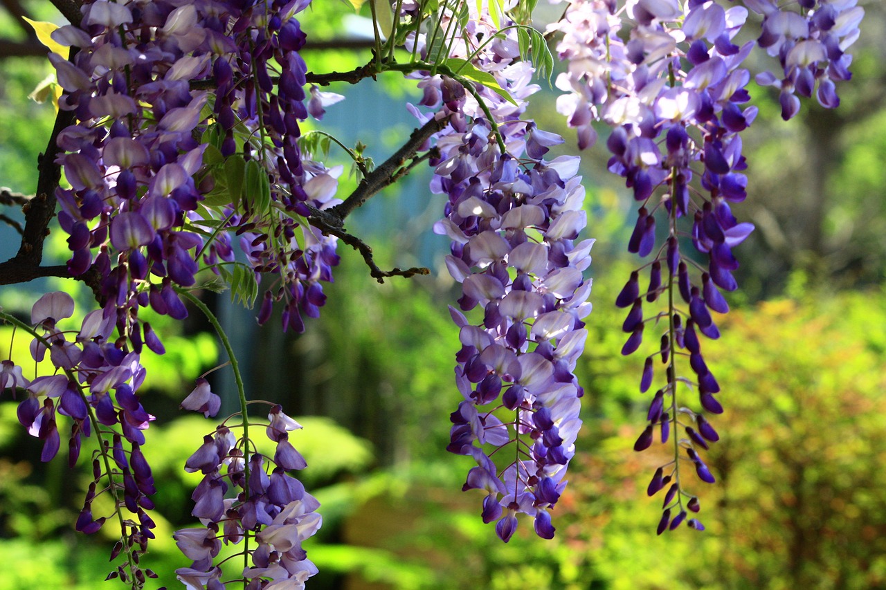 WISTERIA, GLICINA: La Wisteria más hermosa del mundo.